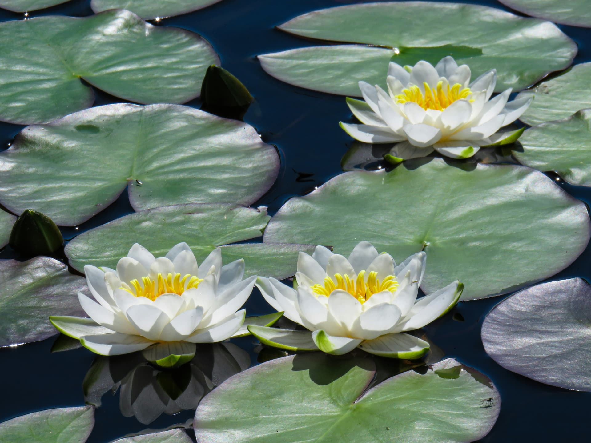 Three white water lilies flowering among green lily pads